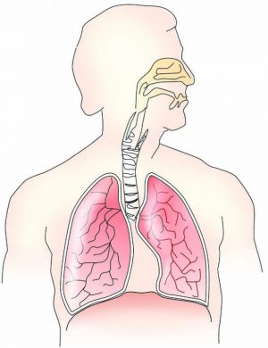 “Lung Cancer” can be treated successfully if found in early stage